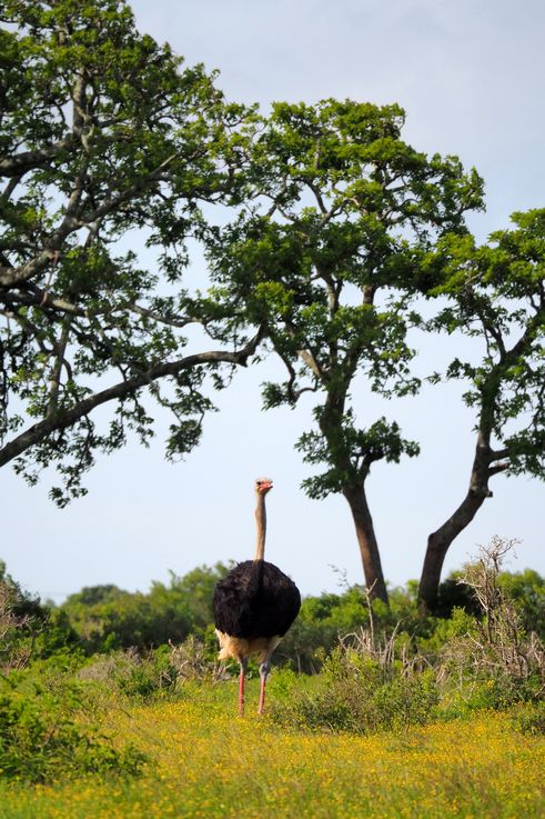 Ostrich in Addo Elephant Park