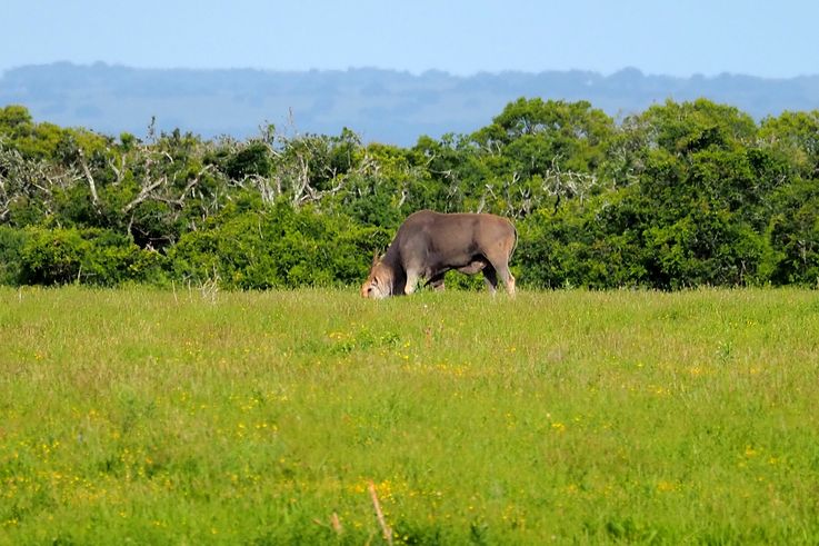 In Addo Elephant Park