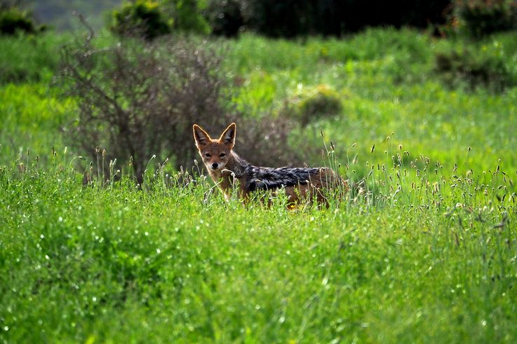 Black-backed jackal in Addo Elephant Park
