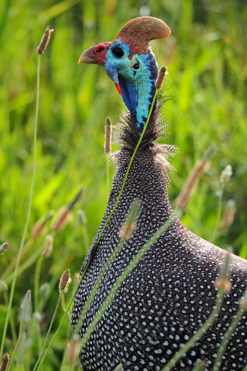 Helmeted guineafowl in Addo Elephant Park