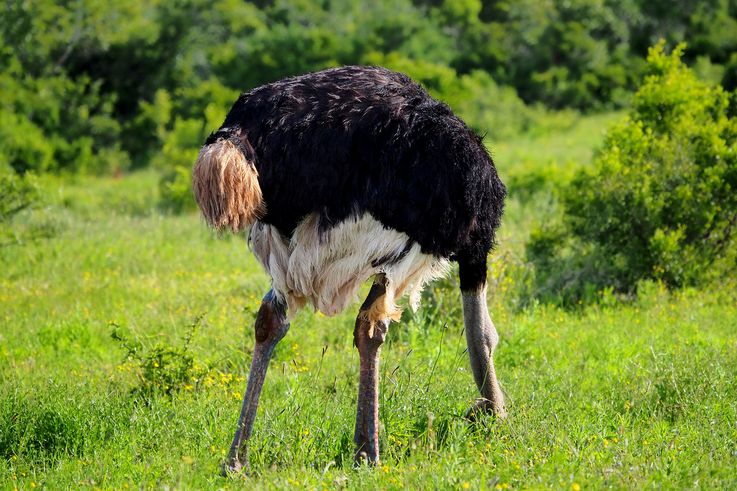 Ostrich in Addo Elephant Park