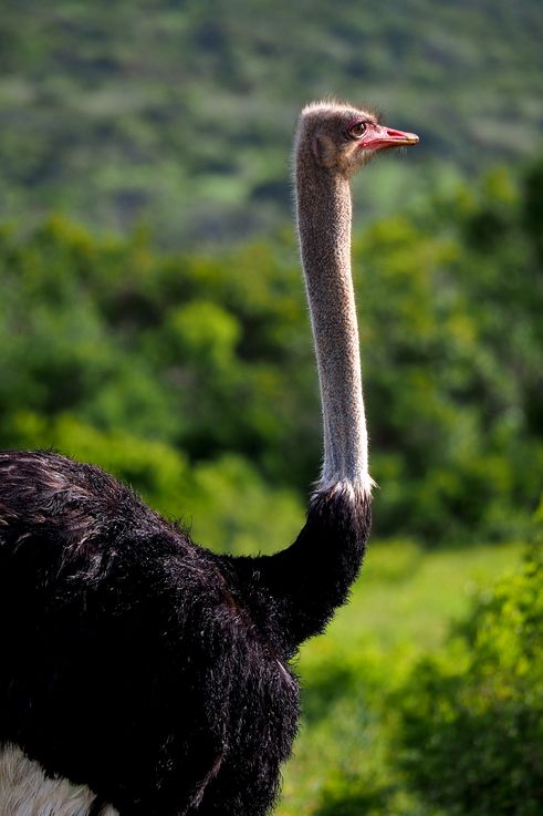 Ostrich in Addo Elephant Park