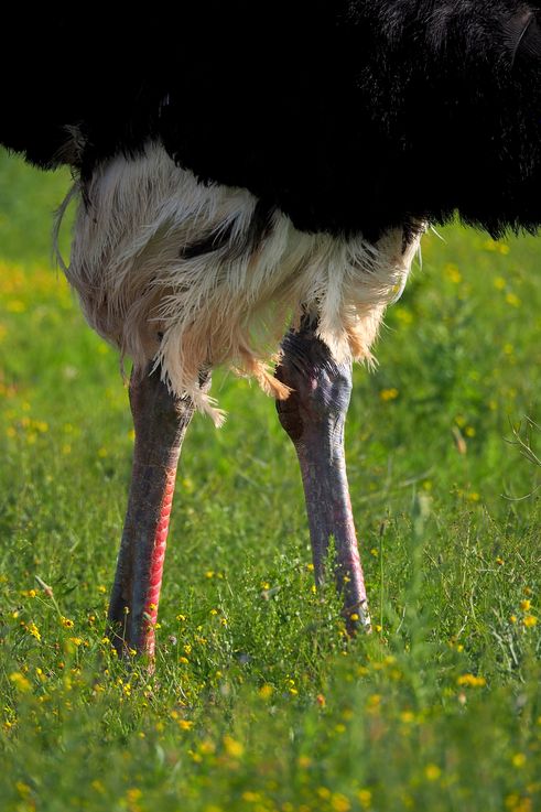 Ostrich in Addo Elephant Park