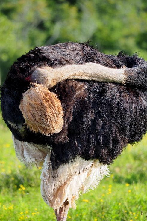 Ostrich in Addo Elephant Park