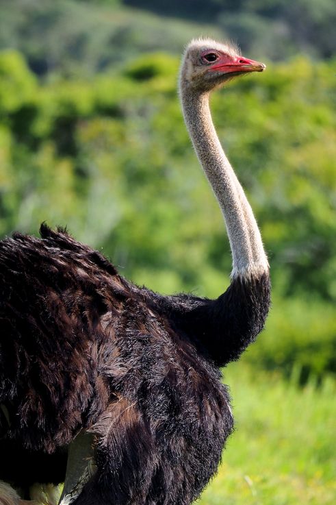 Ostrich at Addo Elephant Park