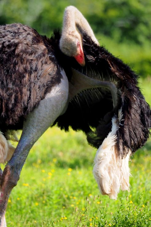 Ostrich at Addo Elephant Park