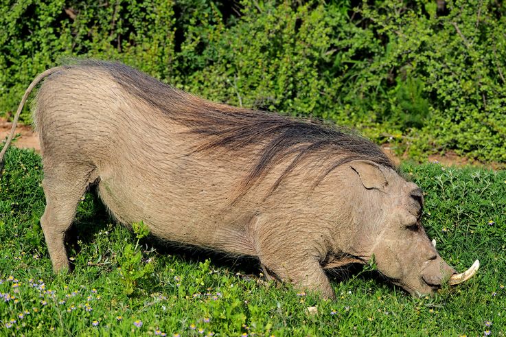 Warthog at Addo Elephant Park