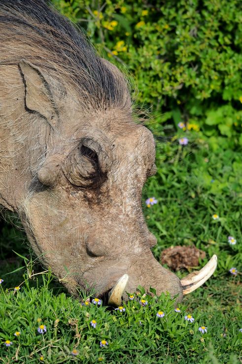 Warthog at Addo Elephant Park
