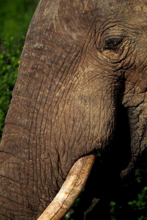 Elephant at Addo Elephant Park