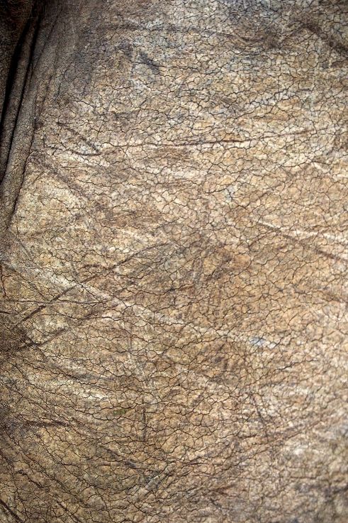 Elephant at Addo Elephant Park