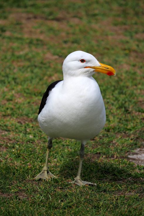 Kelp Gull in Tsitsikamma National Park
