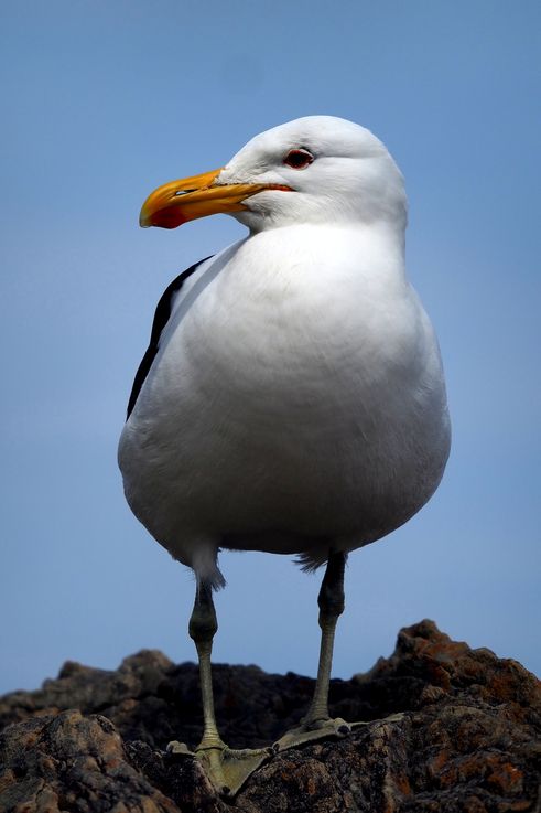 Kelp Gull in Tsitsikamma National Park