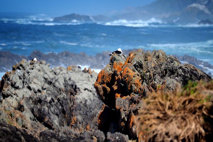 Dolphin Campsite in Tsitsikamma National Park
