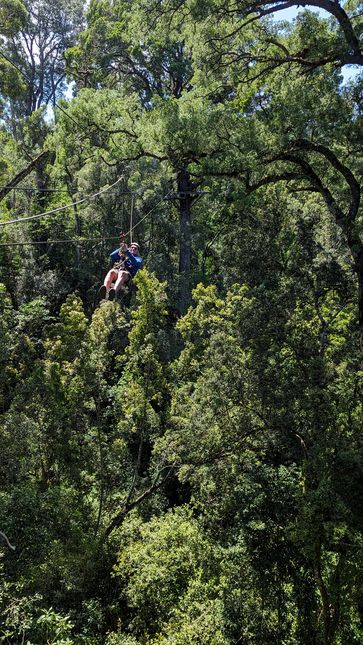 Tsitsikamma Canopy Tour