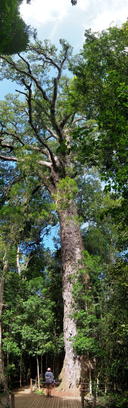 The Big Tree in Tsitsikamma National Park (South Africa)
