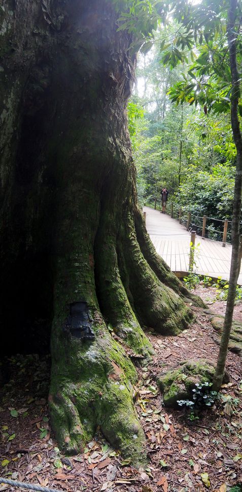 In Tsitsikamma National Park
