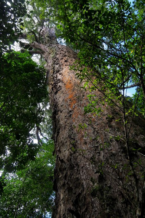In Tsitsikamma National Park