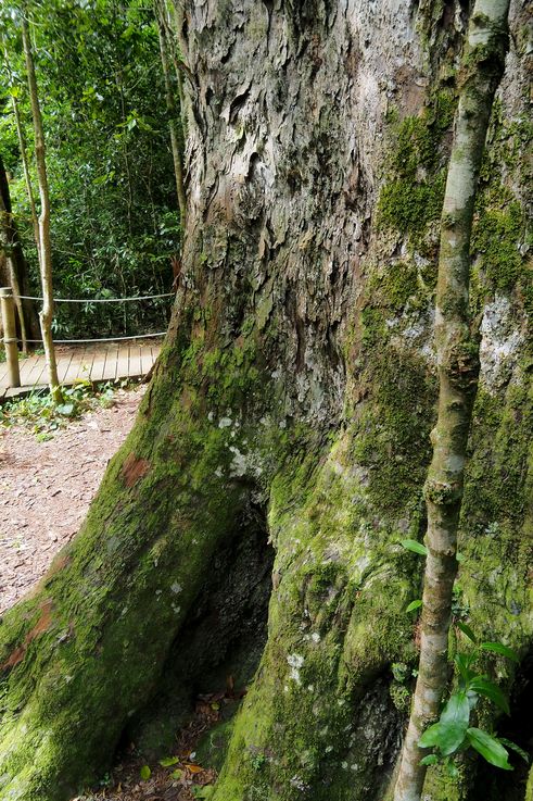 In Tsitsikamma National Park