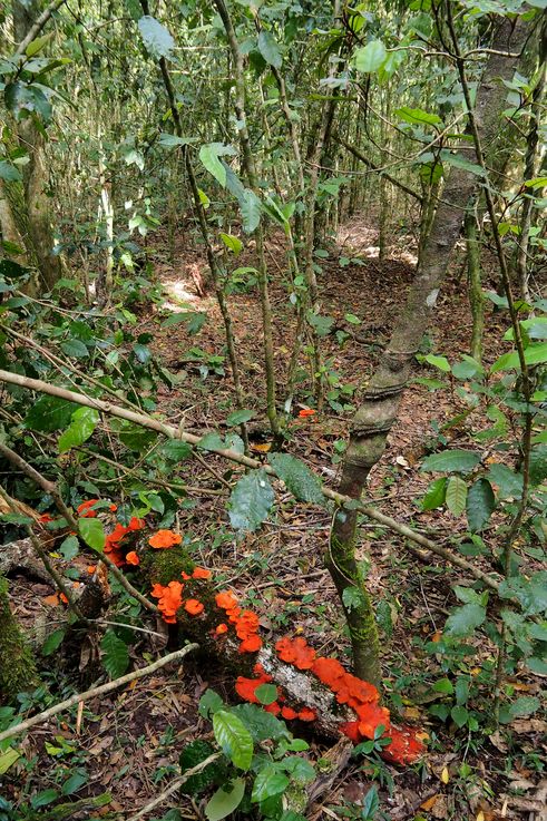In Tsitsikamma National Park