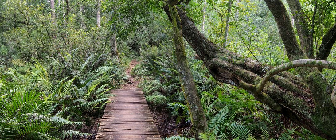 In Tsitsikamma National Park