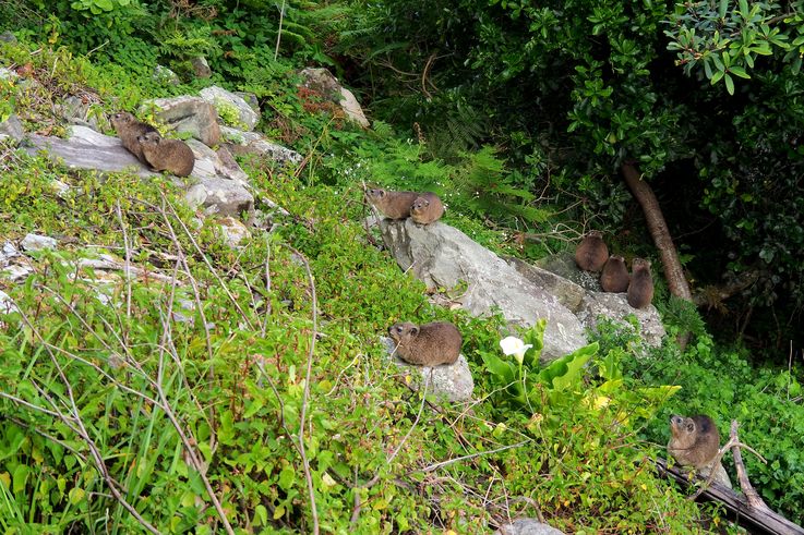 Cape Hyrax in Tsitsikamma National Park
