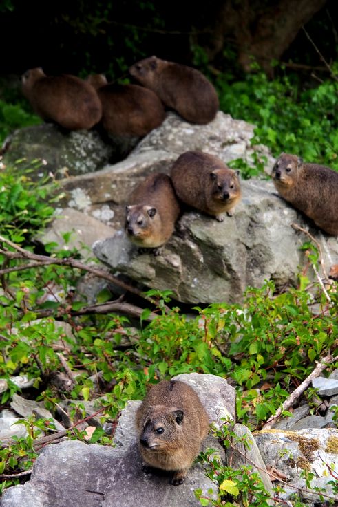 Cape Hyrax in Tsitsikamma National Park
