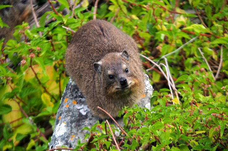 Cape Hyrax in Tsitsikamma National Park
