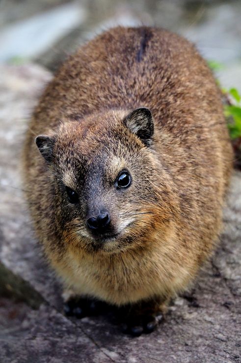 Cape Hyrax in Tsitsikamma National Park