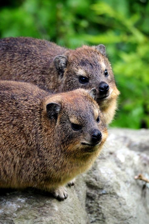 Cape Hyrax in Tsitsikamma National Park