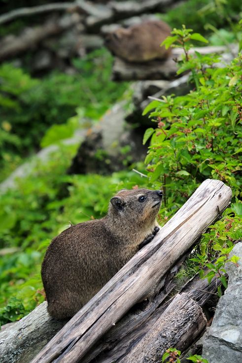 Cape Hyrax in Tsitsikamma National Park