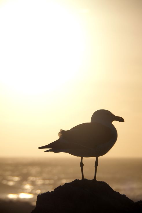 Kelp Gull in Tsitsikamma National Park