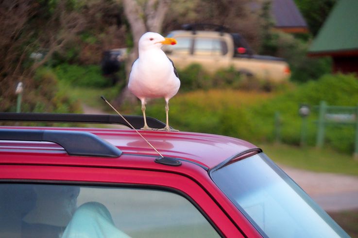 Dolphin Campsite in Tsitsikamma National Park