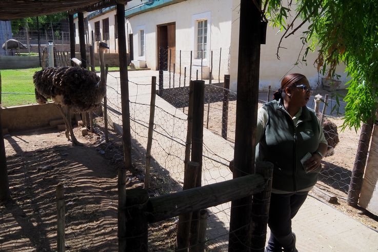 Dans la ferme Cango Ostrich à Oudtshoorn