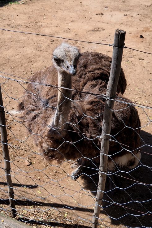 Dans la ferme Cango Ostrich à Oudtshoorn