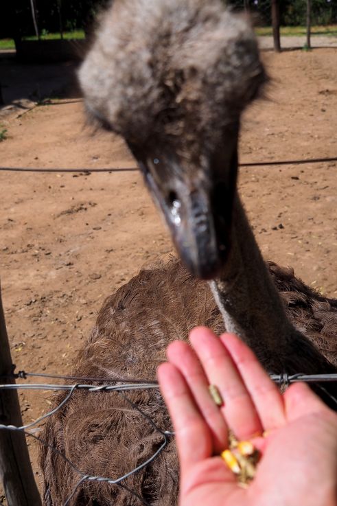 Manger dans la main - Ferme Cango Ostrich à Oudtshoorn