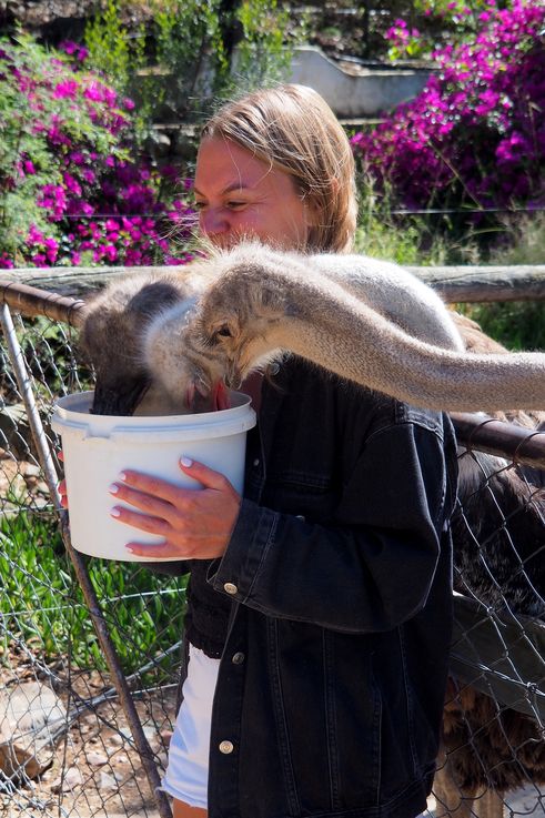 Massage par les autruches dans la ferme Cango Ostrich à Oudtshoorn