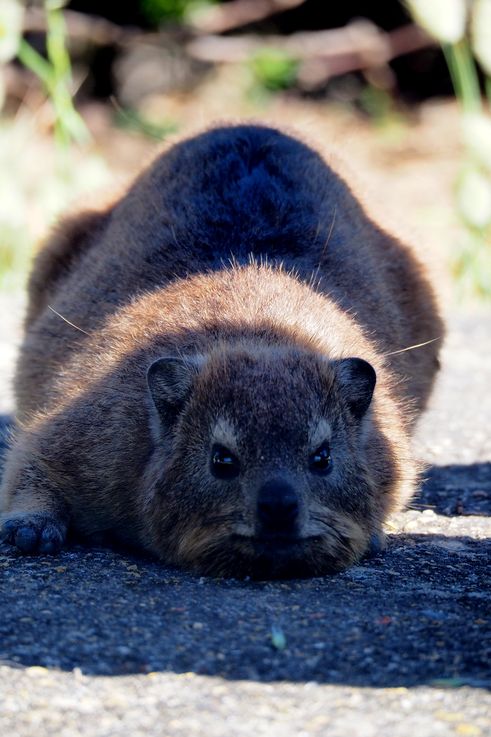 Daman del Cabo de Hermanus