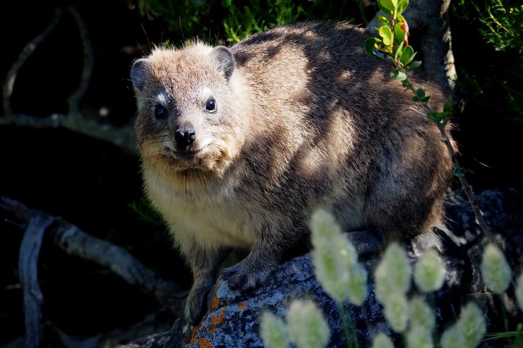 Daman del Cabo de Hermanus