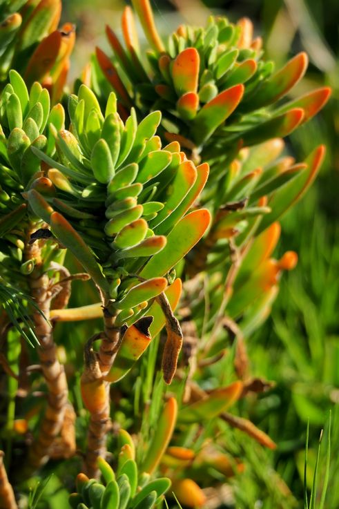 Orphium Frutescens en Hermanus
