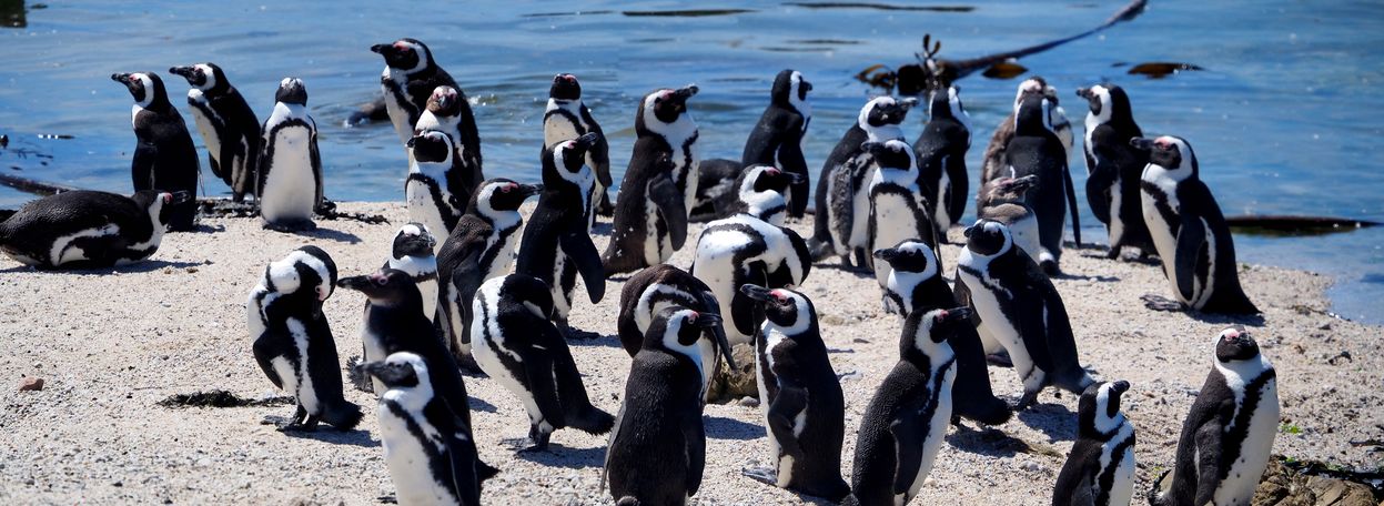 Pingüino africano en Bettys Bay