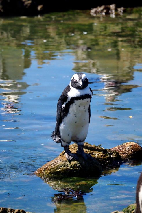 Pingüino africano en Bettys Bay