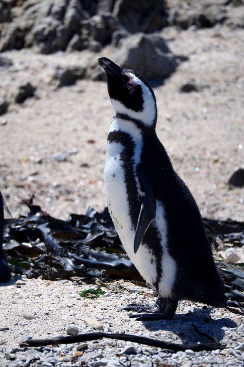 Pingüino africano en Bettys Bay