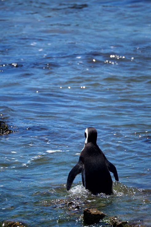 Pingüino africano en Bettys Bay