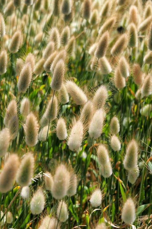 Lagunas Ovaladas en Bettys Bay