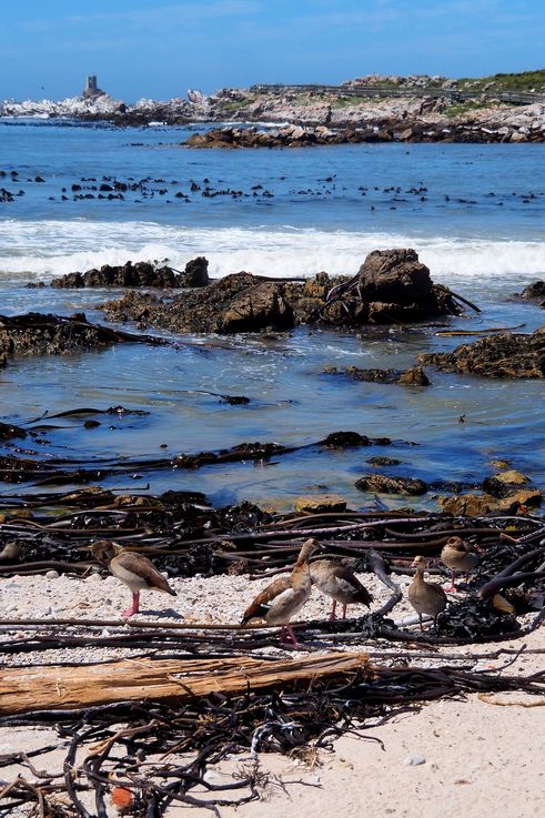 Stony Point en Bettys Bay