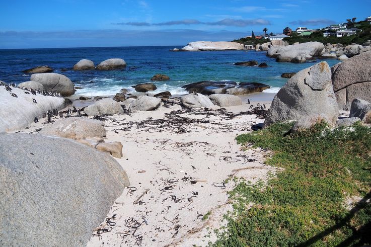 Pingüinos africanos en Simons Town