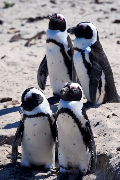 Pingüinos africanos en Simons Town