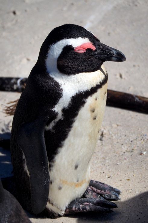 Pingüinos africanos en Simons Town