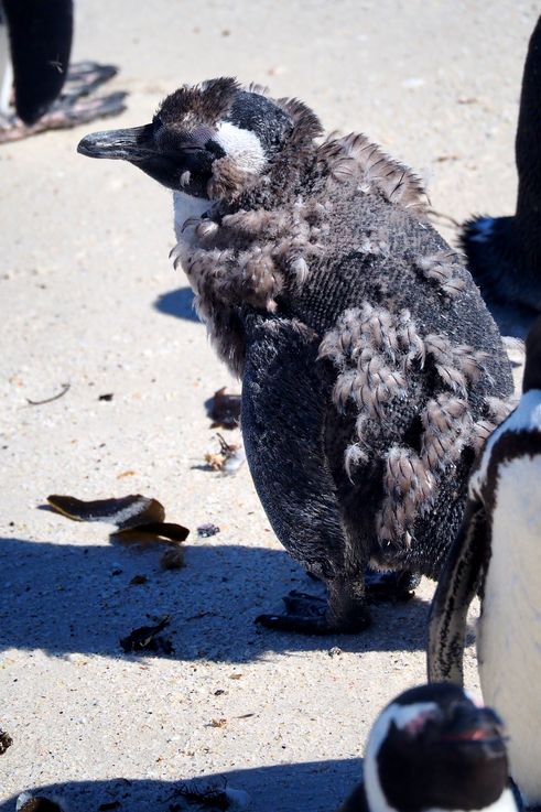 Pingüinos africanos en Simons Town