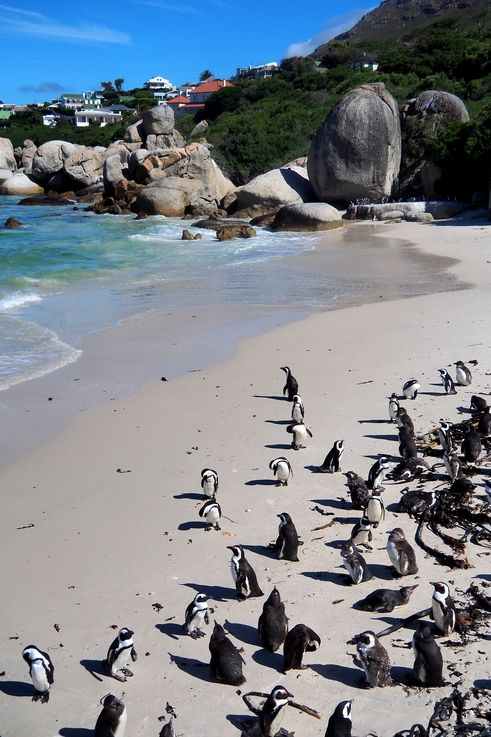 Pingüinos africanos en Simons Town